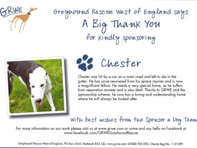Chester the Greyhound