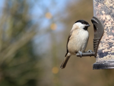 How can we look after our wildlife as the weather gets colder?